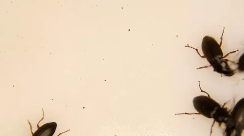 Black bugs isolated Stock Footage 59766104