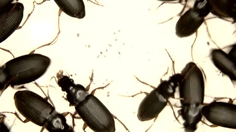 Black bugs isolated on white and a pink flower Stock Footage 59784120