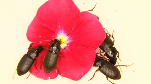 Black bugs isolated on white and a pink flower Stock Footage 59824645