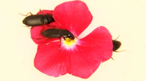Black bugs isolated on white and a pink flower Stock Footage 59863655