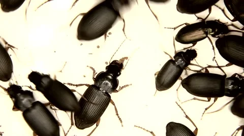 Black bugs isolated on white background Stock Footage 59766890