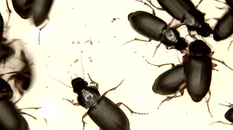 Black bugs isolated on white background Stock Footage 59783587
