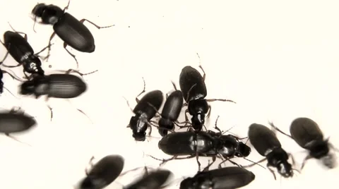 Black bugs isolated on white Stock Footage 59765878