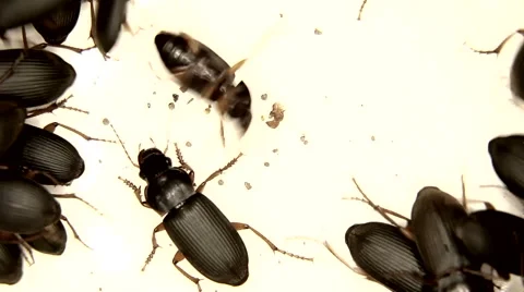 Black bugs isolated on white Stock Footage 59767692
