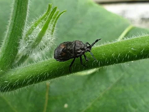 Black bugs Sitting On A Green Leaf Of A Plant in India Stock-Fotos