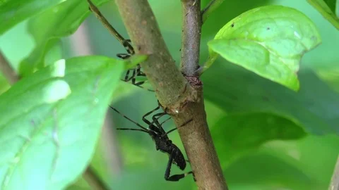 Black bugs on tree branch in forest Stock Footage 79008220