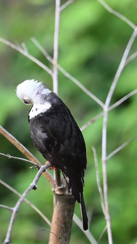 Black bulbul with a distinctive white head perched on a bamboo branch Vidéo 334635492