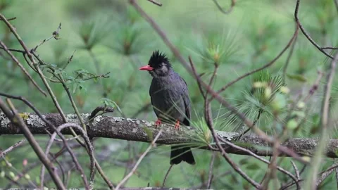 Black bulbul perched on a tree branch in forest Stock-Footage 344779302