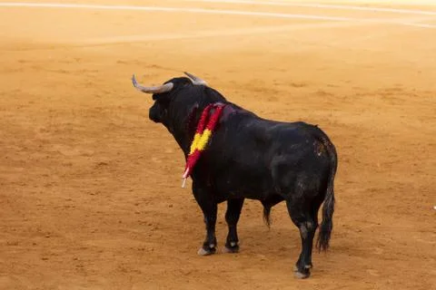 Black bull bleeding Stock Photos