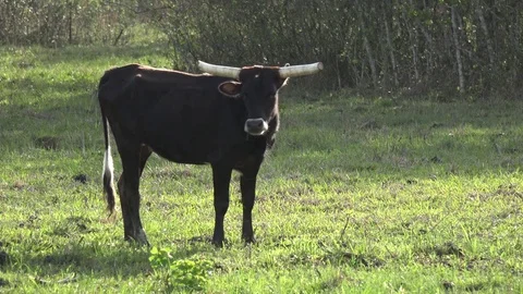Black Bull in a field Stock Footage 74504470