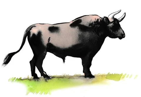Black bull Stock Illustration