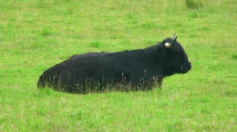 Black bull lying on the grass ruminating Stock Footage 39815492