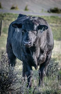Black Bull Stock Photos