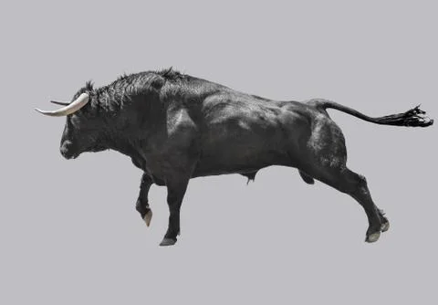 The black bull prepares to attack. Stock Photos