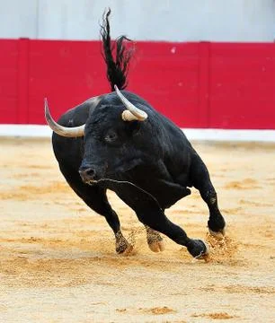 Black bull in spain Stock Photos