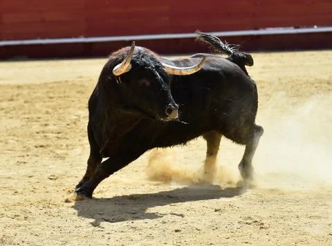Black bull in spain Stock Photos
