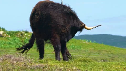 Black Bull is Straching Its Back, Slow Motion Stock Footage 157600241