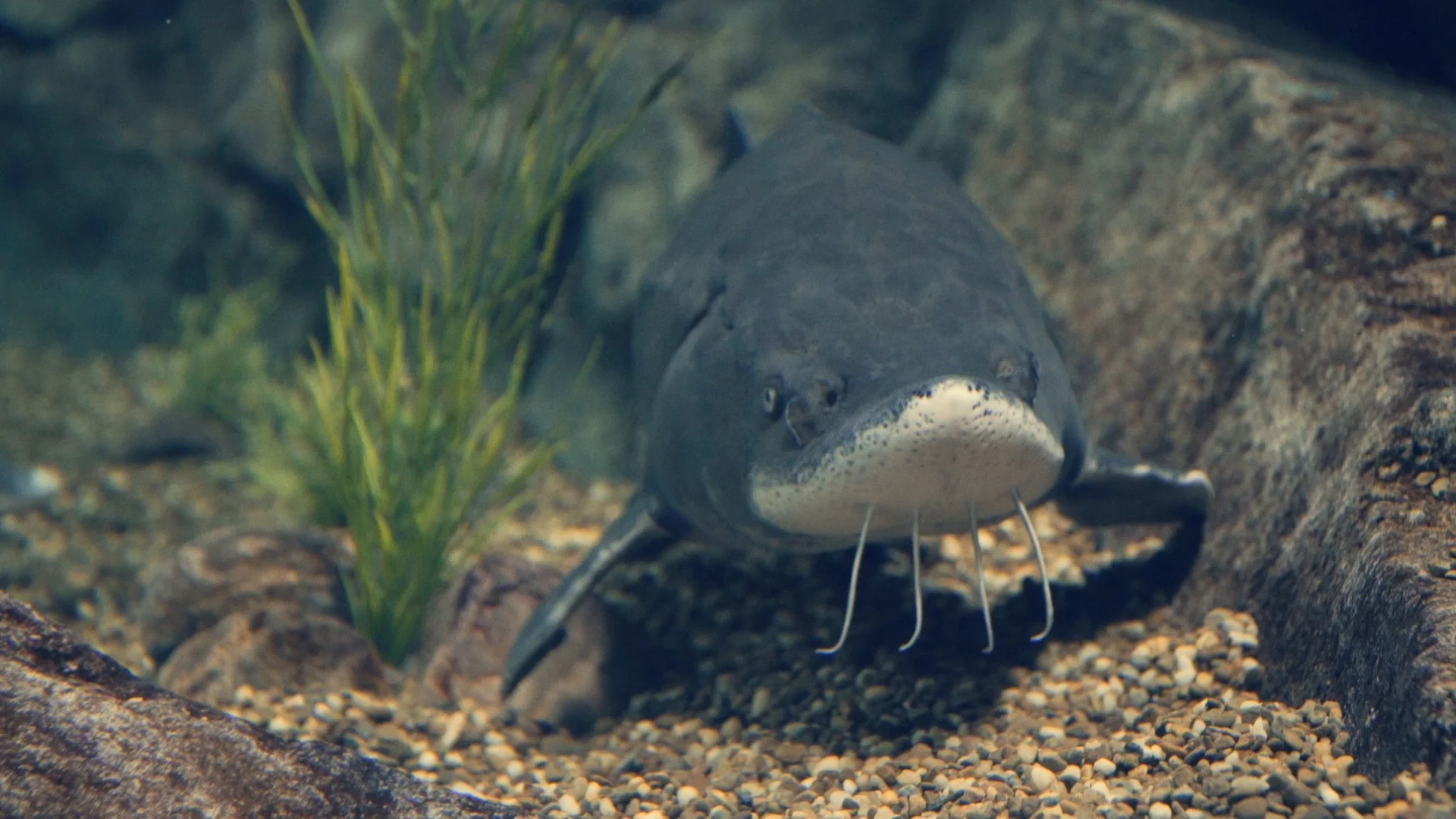 Black bullhead catfish at Ripley's Aquar, Stock Video