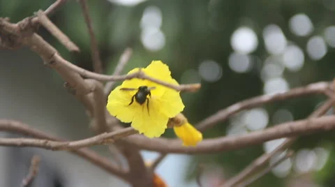 Black bumble bee 02 Stock Footage 48732760