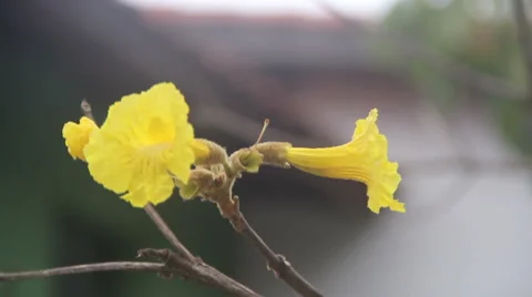 Black bumble bee 03 Stock Footage 48732573