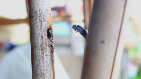 Black bumble bee in bamboo joint Vidéo 75447256
