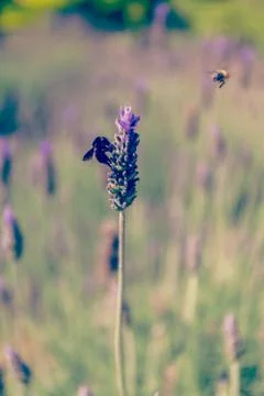 Black bumblebee extracts nectar on a lavender flower Stock Photos
