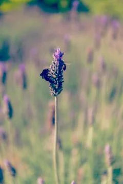 Black bumblebee extracts nectar on a lavender flower Stock Photos
