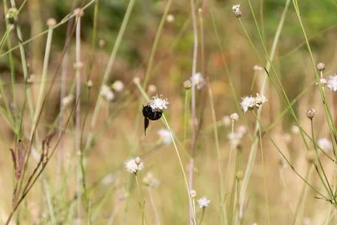 Black Bumblebee Hanging Upside Down from White Flower Stock Photos