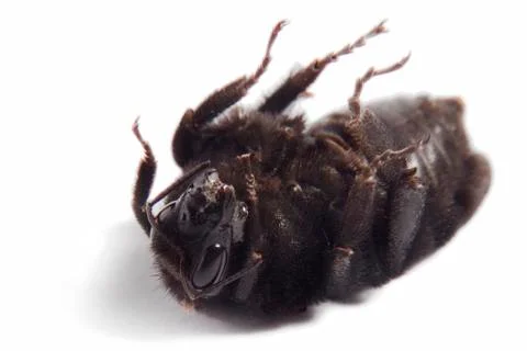 Black bumblebee Stock Photos