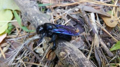 Black Bumblebee Stock Photos