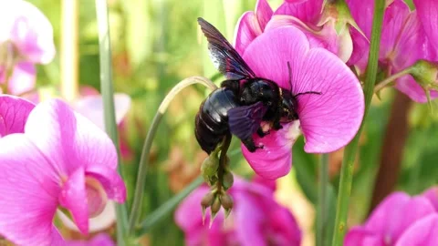 Black bumblebee pollinates sweet peas. Pink flowers. Shooting with hands. 4k. HD Stock Footage 151918106