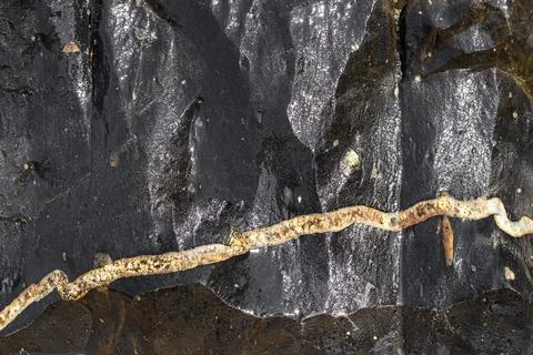 Black bumpy shiny stone with thin vein of white marble, Wavy smooth texture 写真素材
