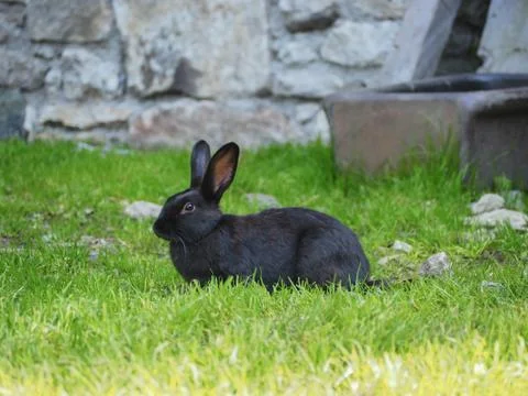 Black bunny with big ears in green meadow Stock Photos