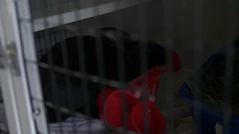 Black Bunny Rabbit Playing with a Measuring Cup in its Cage at an Animal Shelter Stock Footage 219963286