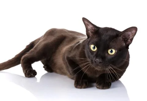 Black Burmese cat lying on the side, white background Stock Photos