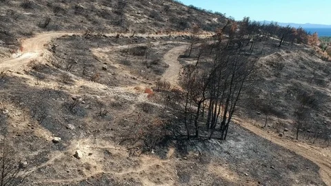 Black burned trees of forest destroyed by fire Stock Footage 116430858