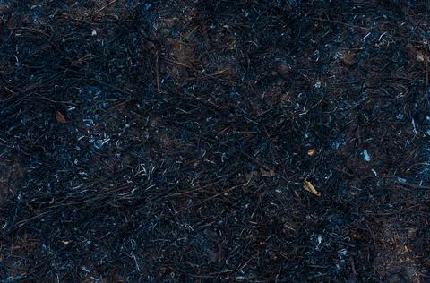 Black burnt grass, consequences after fire, soil damaged by fire and high tem Stock Photos