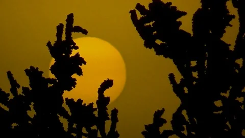 Black bushes on the background of the sun Stock Footage 99411153