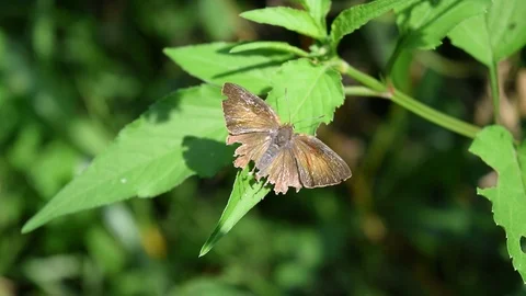 Black buterfly take a rest with broken wings Stock Footage 90107780