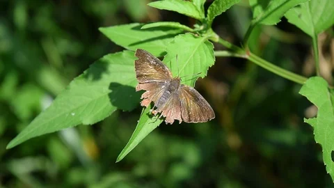 Black buterfly take a rest with broken wings Stock Footage 90107924
