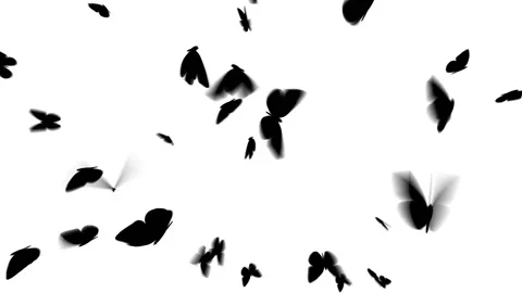 Black butterflies fly in different directions on a white background HD 1920 Stock Footage 124523612