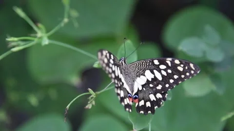Black butterfly back Stock Footage 276965998