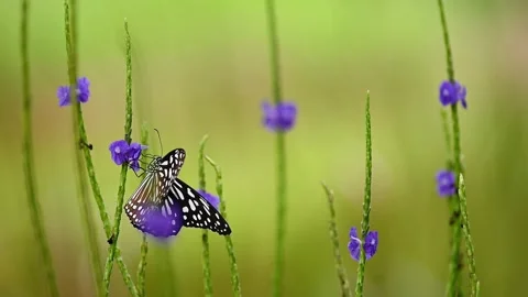 Black Butterfly with Blue Spots Flying Between Flowers Stock Footage 338225286