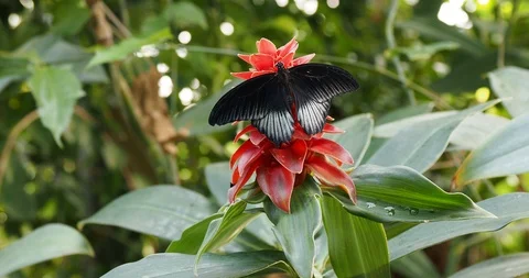 Black butterfly on a bromeliad Stock Footage 124993351