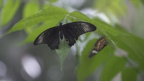 Black Butterfly Close Up Stock Footage 106027076