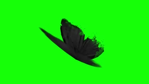 Black butterfly dissolving or morphing in dramatic green screen effect 스톡 동영상 314318226