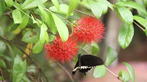 Black Butterfly Drinking On The Flowers Video stock 65817451