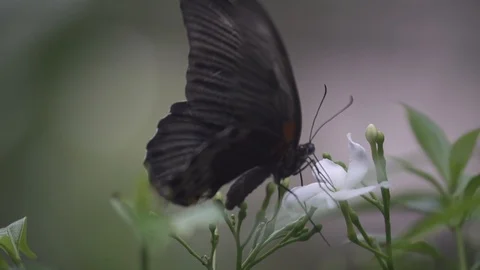Black Butterfly Drinking Nectar Stock Footage 106027644