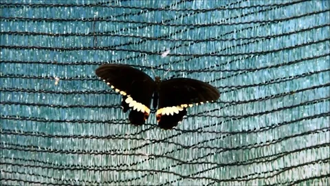 A black butterfly falling from a net Stock Footage 77861007