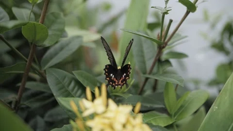 A black butterfly flaps its wings sitting on a green tropical leaf 스톡 동영상 221230422
